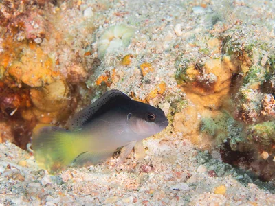 Pale Dottyback - Pseudochromis pesi