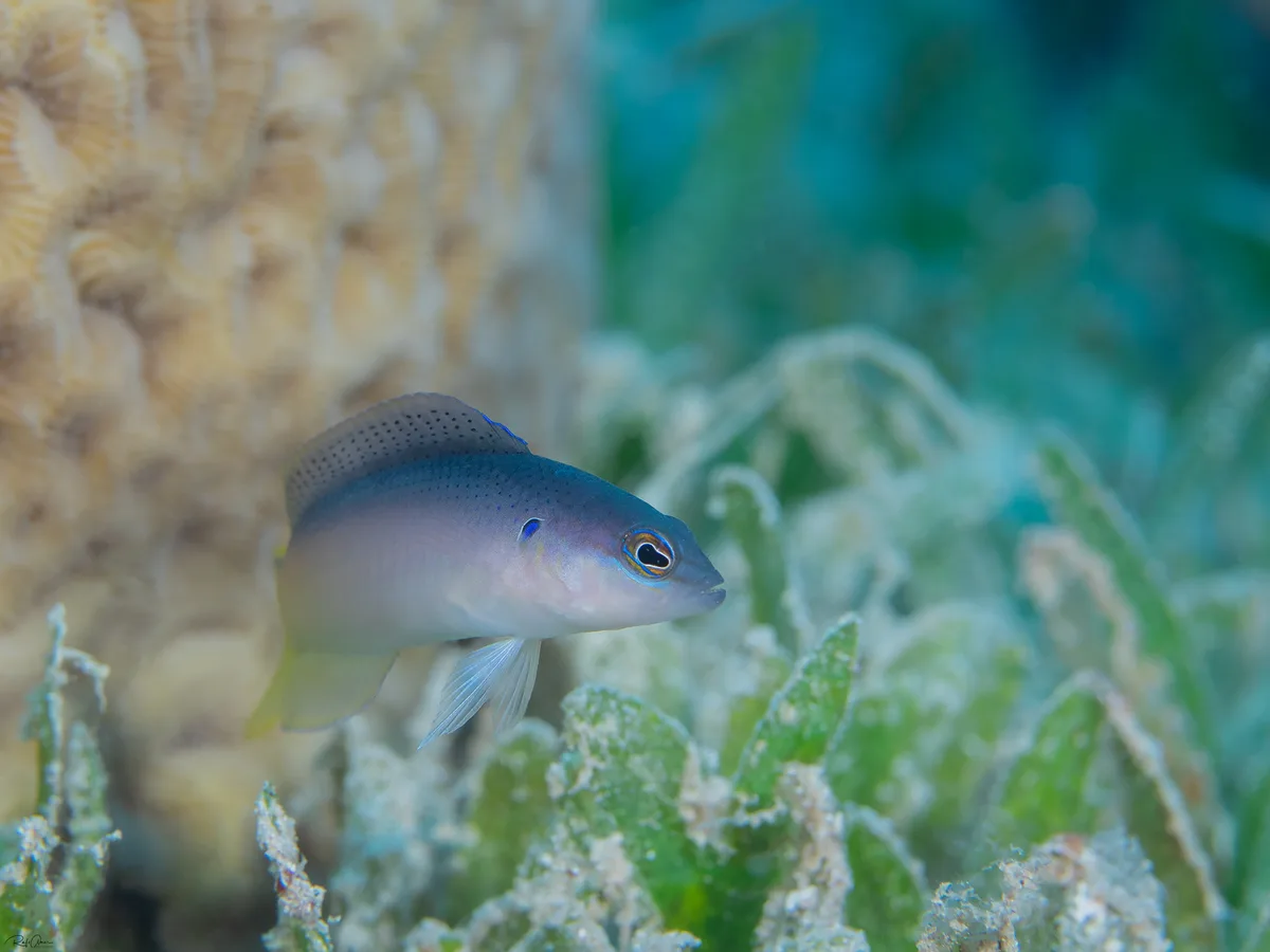 Pseudochromis pesi