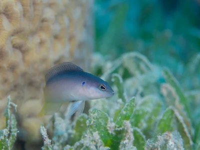 Pseudochromis pesi