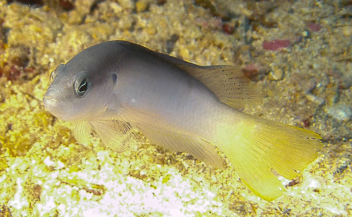 Pseudochromis pesi - Al-Ghurdaqah 2, EG-BA, EG