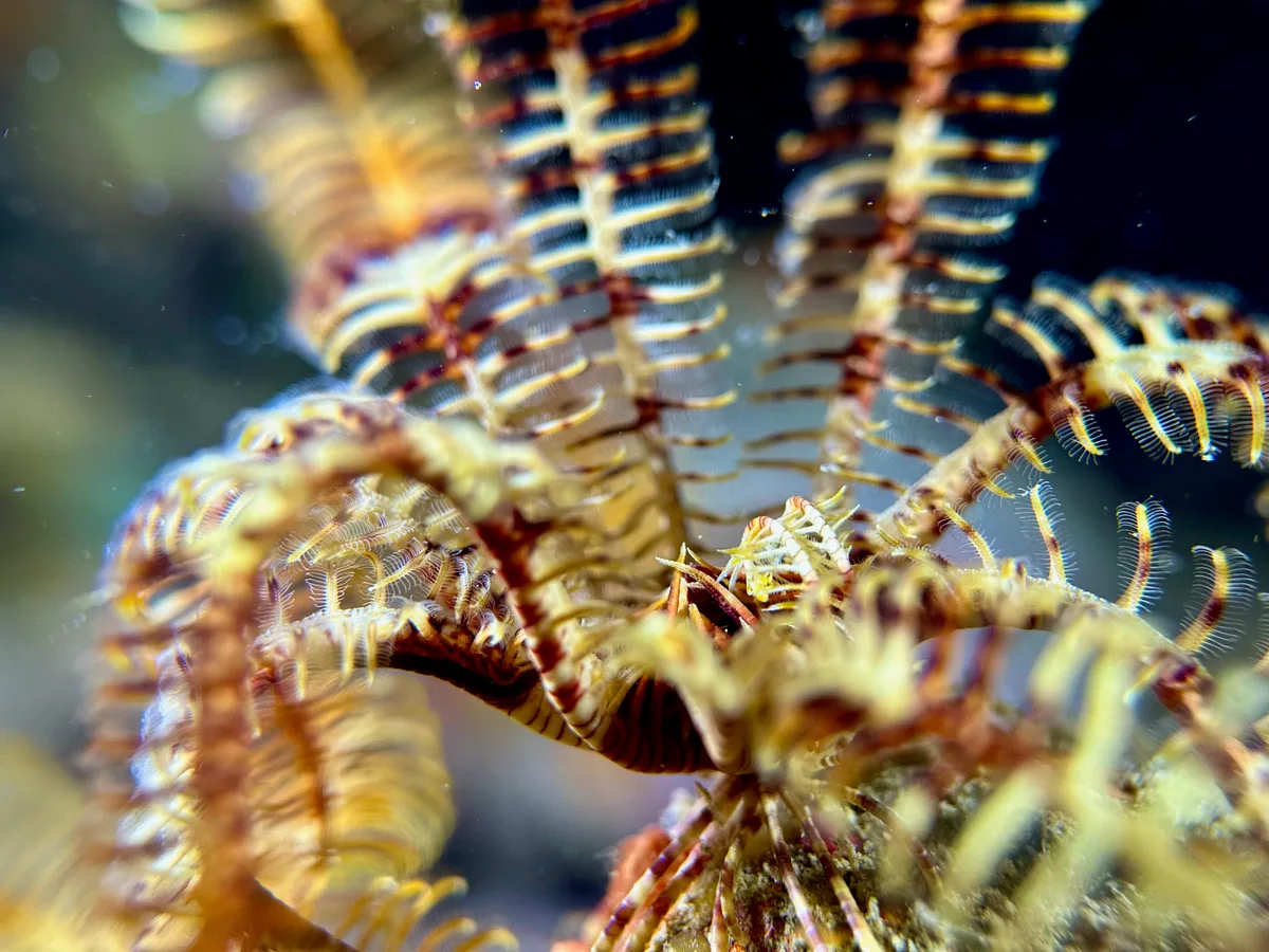 Palmata Feather Star