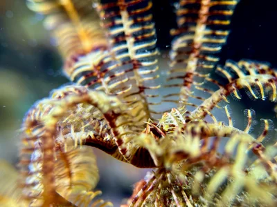 Palmata Feather Star