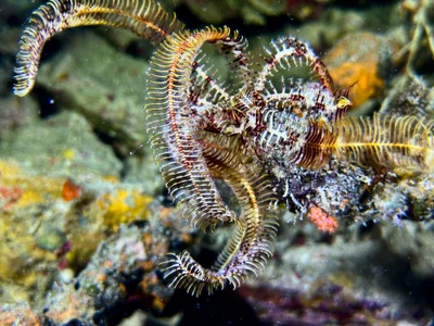 Palmata Feather Star