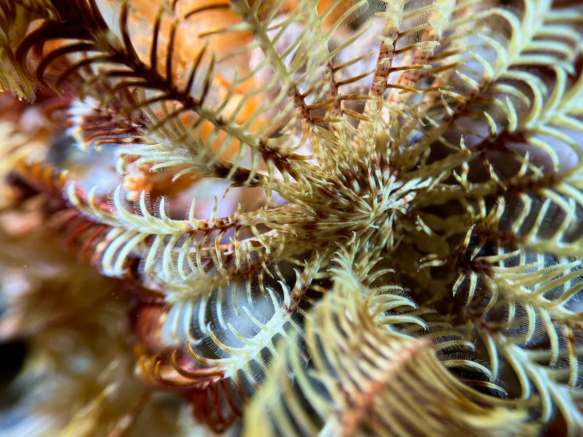 Palmata Feather Star
