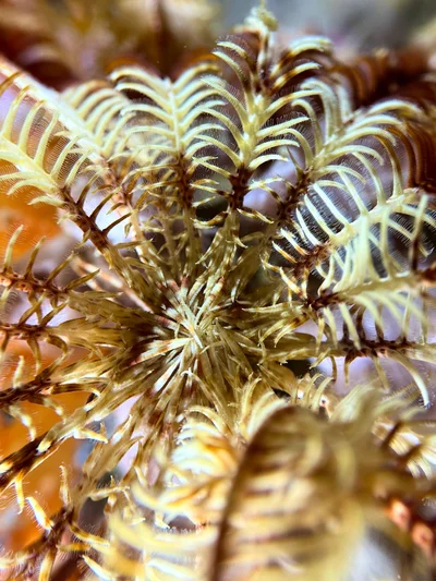 Palmata Feather Star
