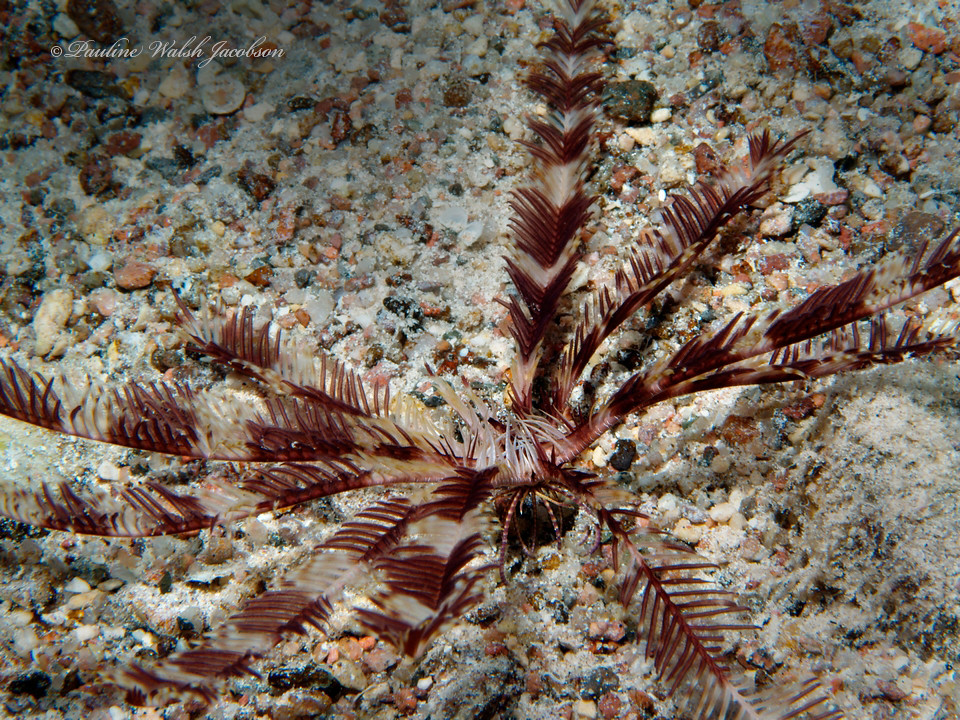 eilat 07_8093626