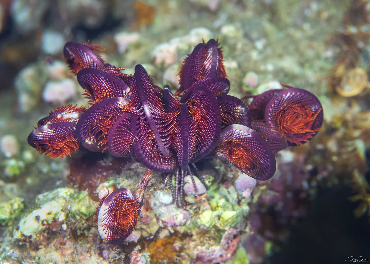 Klunzinger's Feather Star - Dichrometra palmata