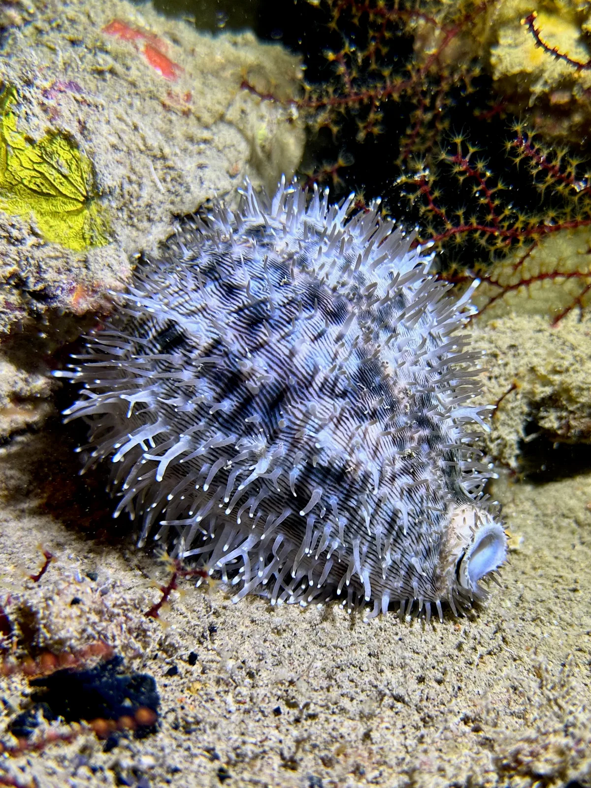 Cypraea pantherina