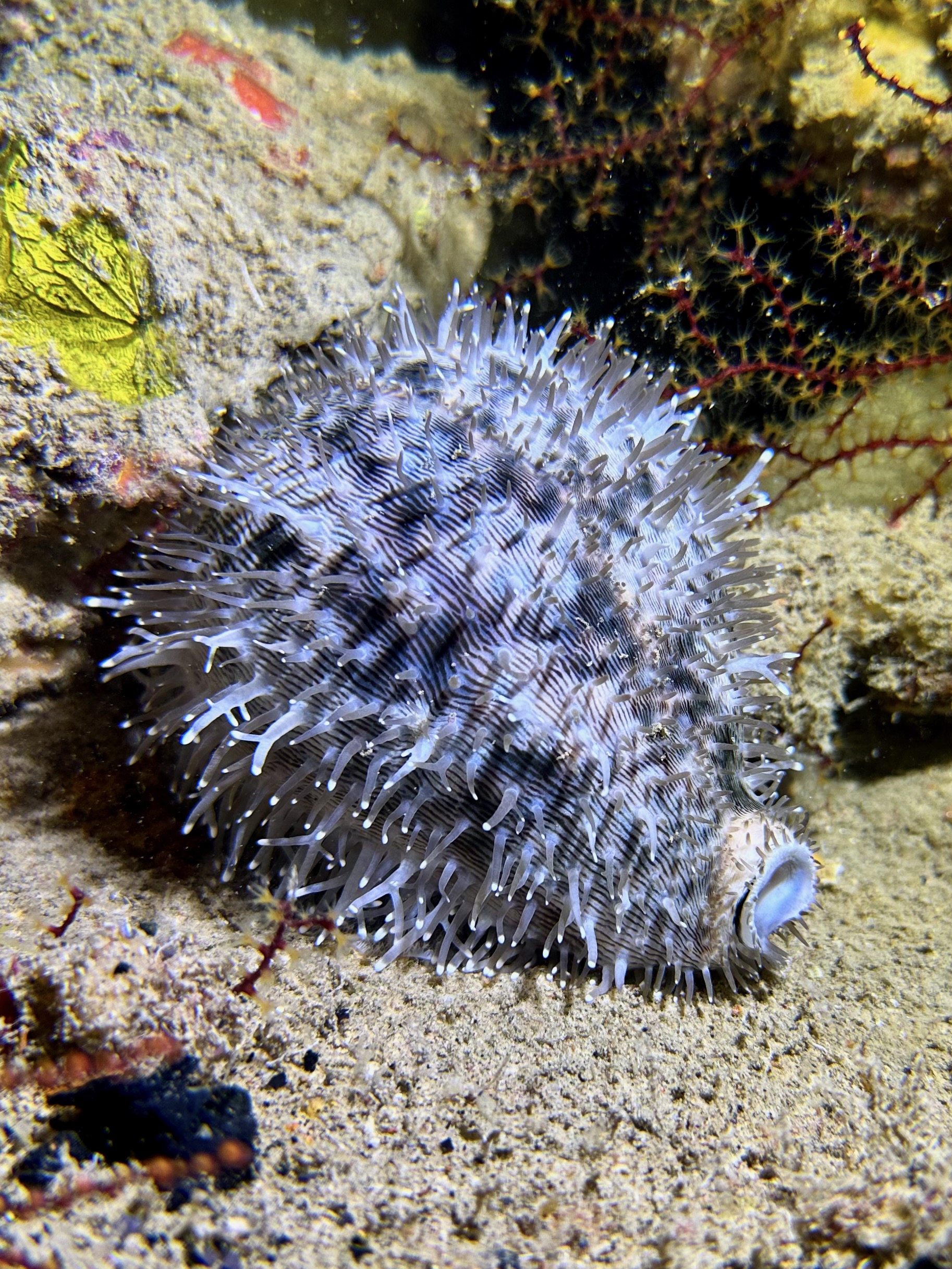 Cypraea pantherina