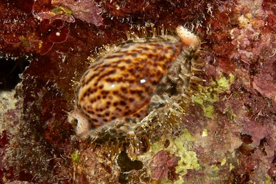 Panther Cowry