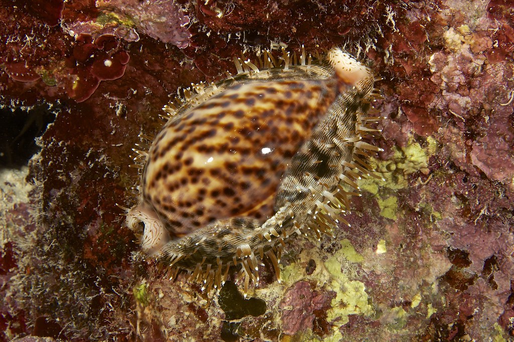 Panther Cowry