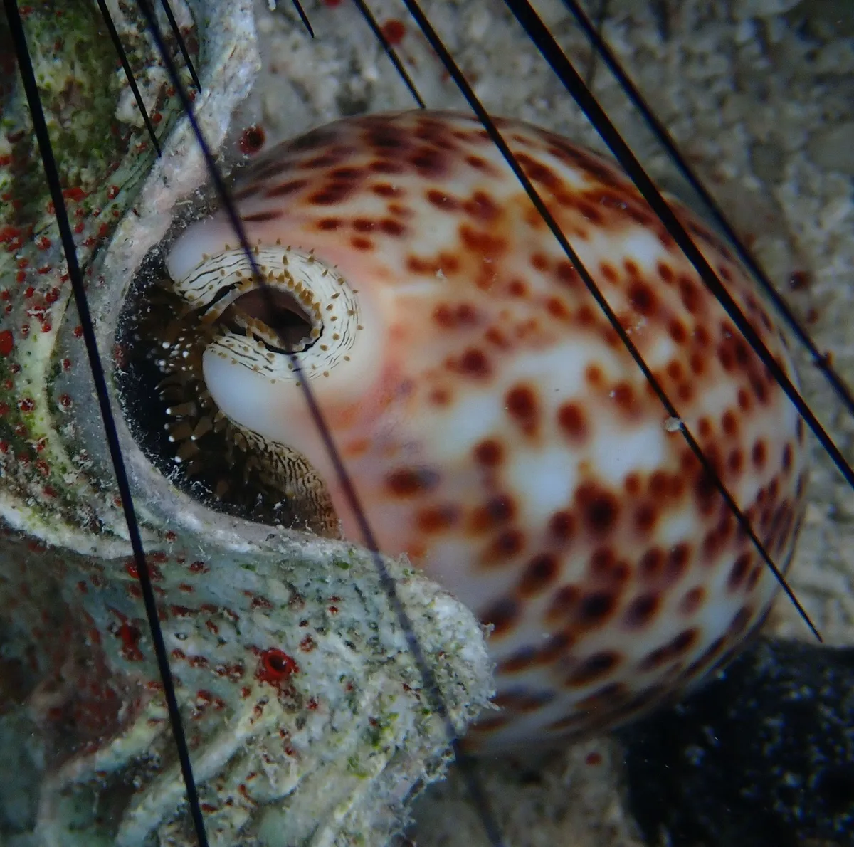 Cypraea pantherina - Farasan Saúdská Arábie