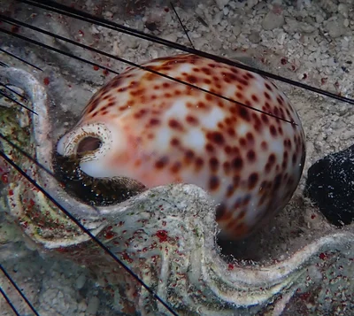 Cypraea pantherina - Farasan Saúdská Arábie