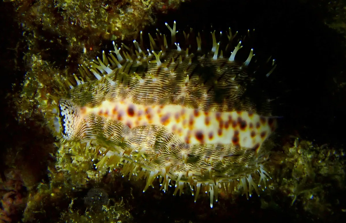 Cypraea pantherina - Farasan Saudi Arabia