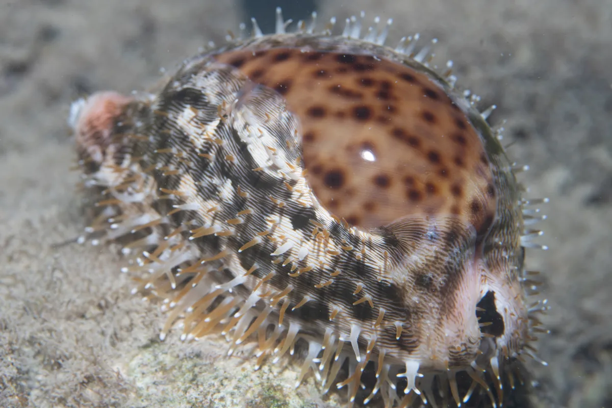 Cypraea pantherina - Makkah, Saudi Arabia