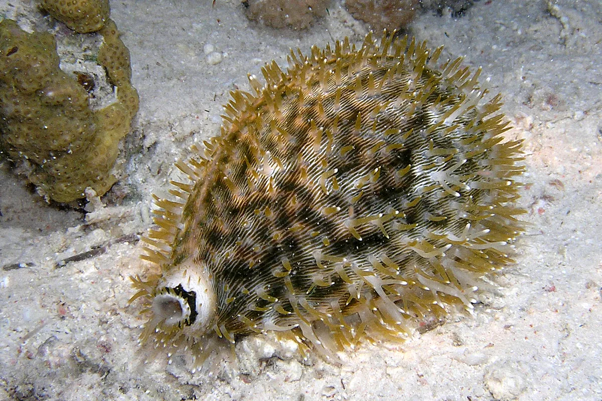 Cypraea pantherina - Sudan, Wingate Reef