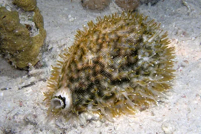 Cypraea pantherina - Sudan, Wingate Reef