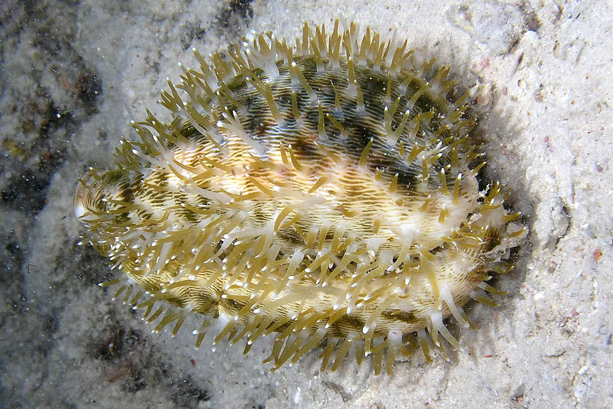 Cypraea pantherina - Sudan, Wingate Reef