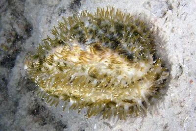 Cypraea pantherina - Sudan, Wingate Reef