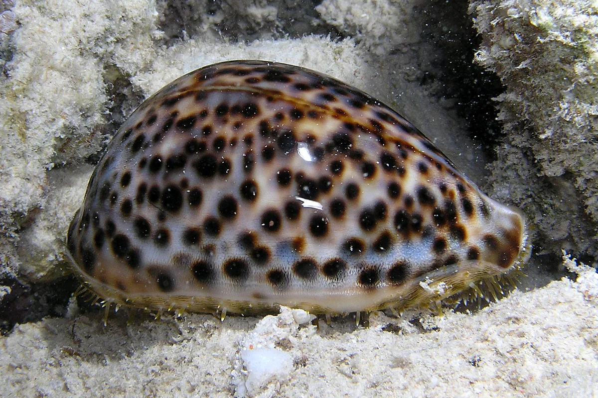 Cypraea pantherina - Sudan, Wingate Reef