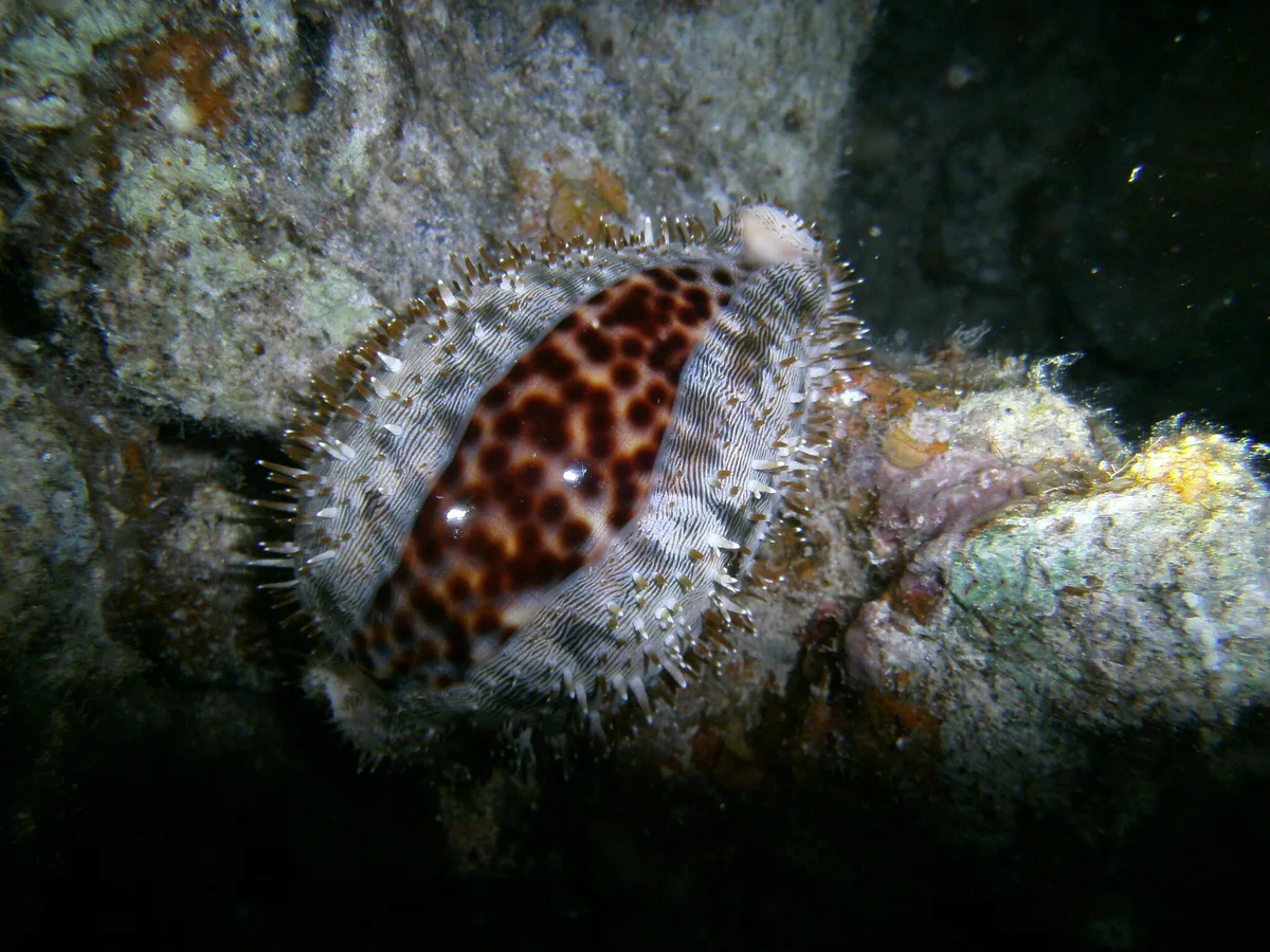 Cypraea pantherina - Sant Katrin, EG-JS, EG