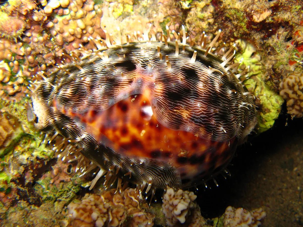 Cypraea pantherina - Arta, Djibouti