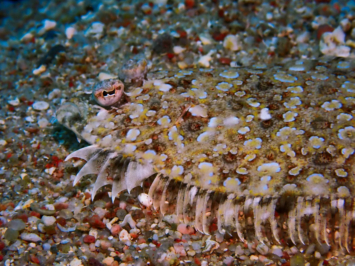 Panther Flounder