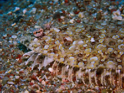 Panther Flounder