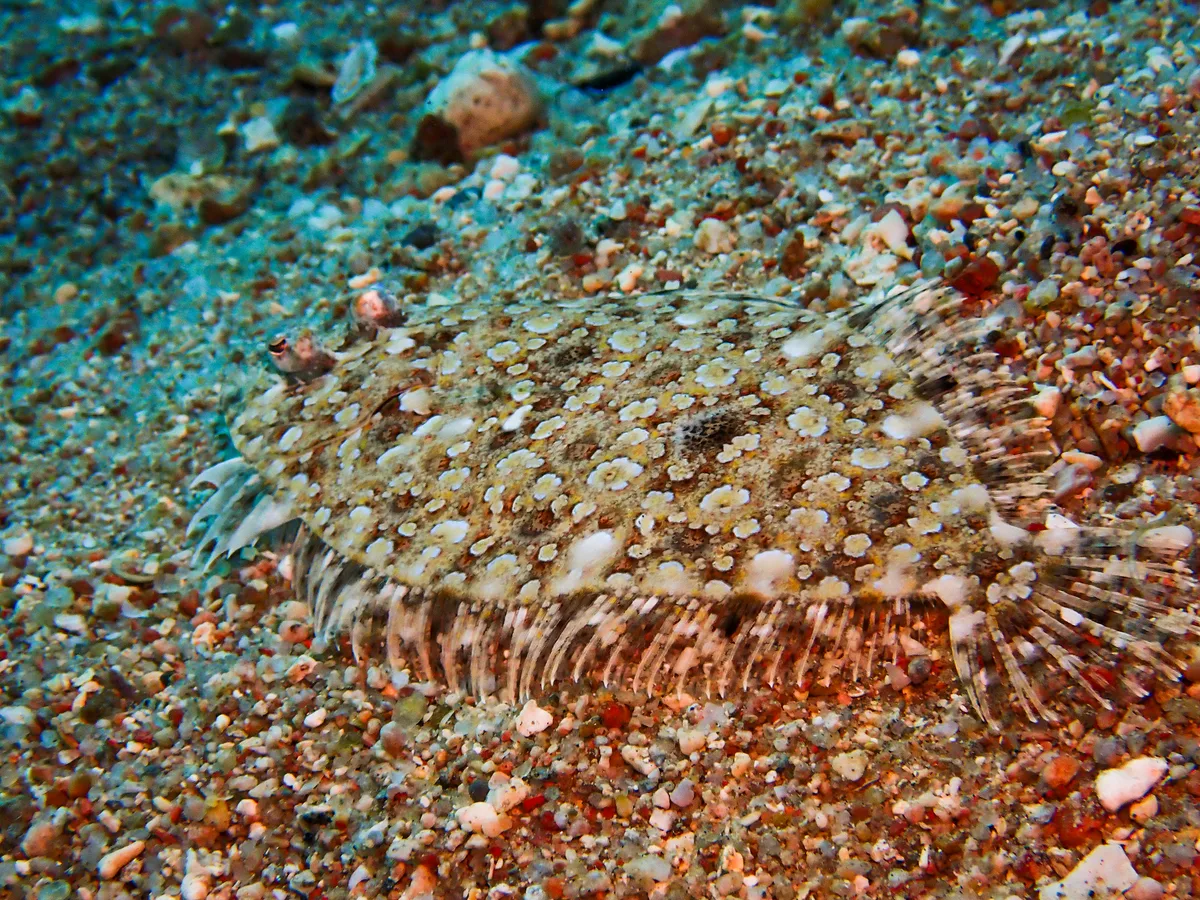 Panther Flounder