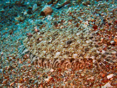 Panther Flounder