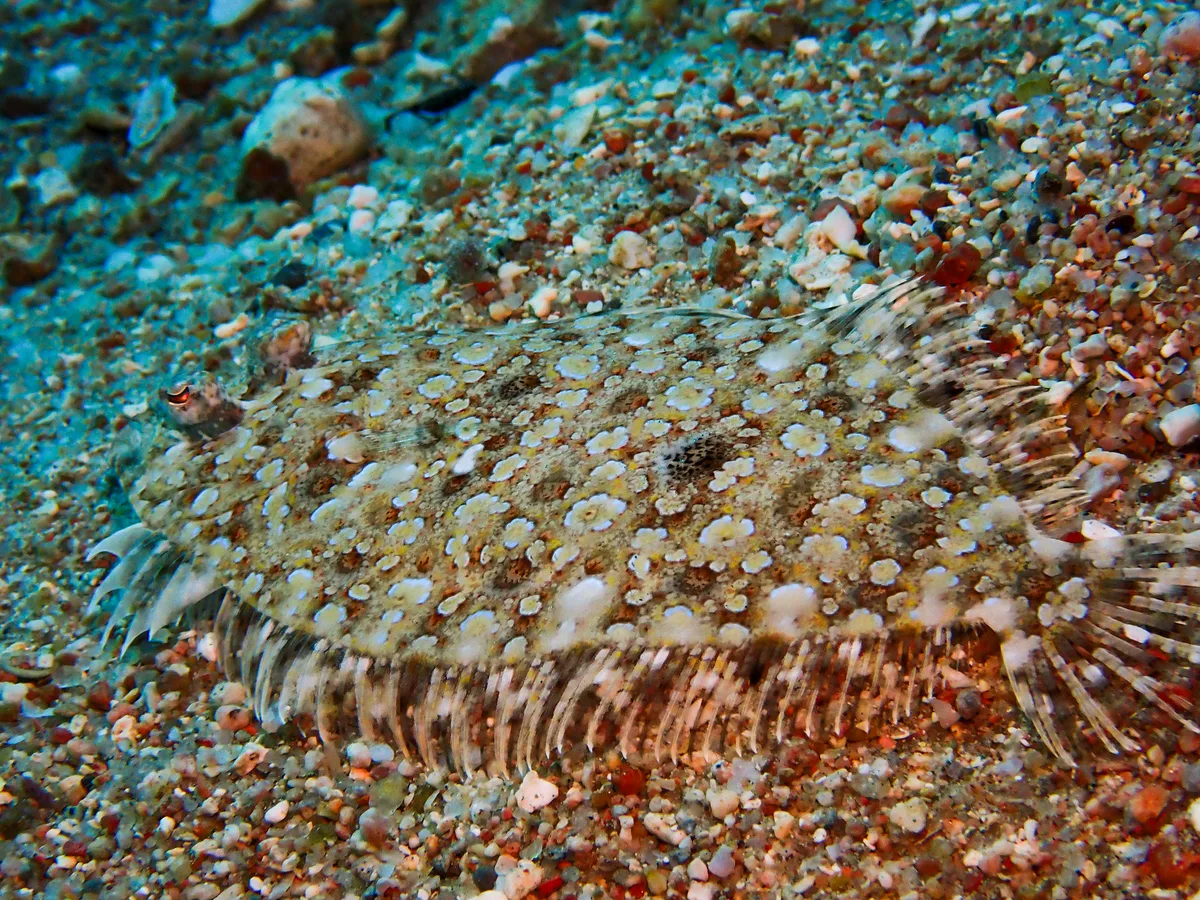Panther Flounder