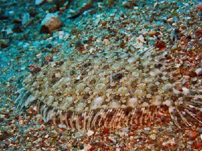 Panther Flounder