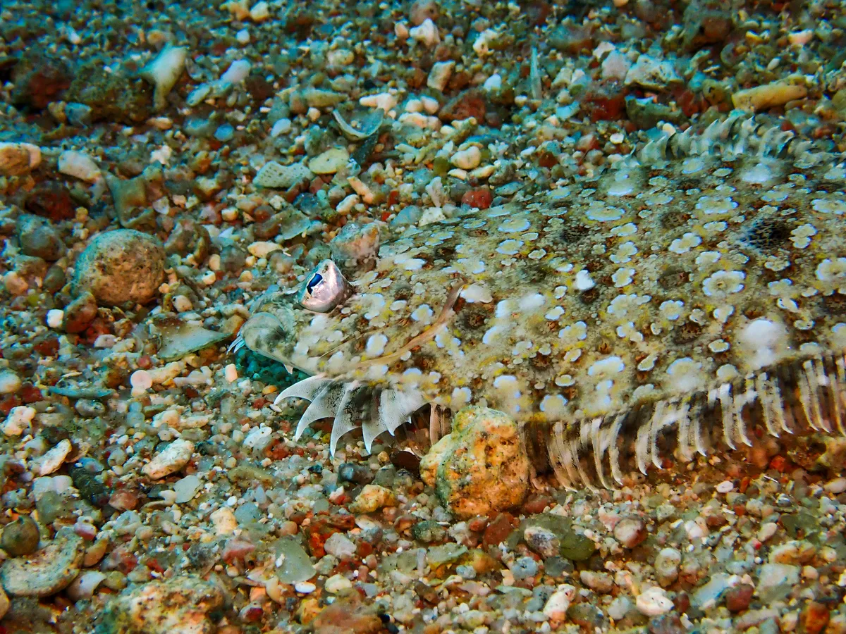 Panther Flounder