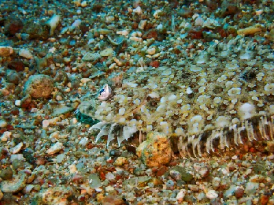Panther Flounder