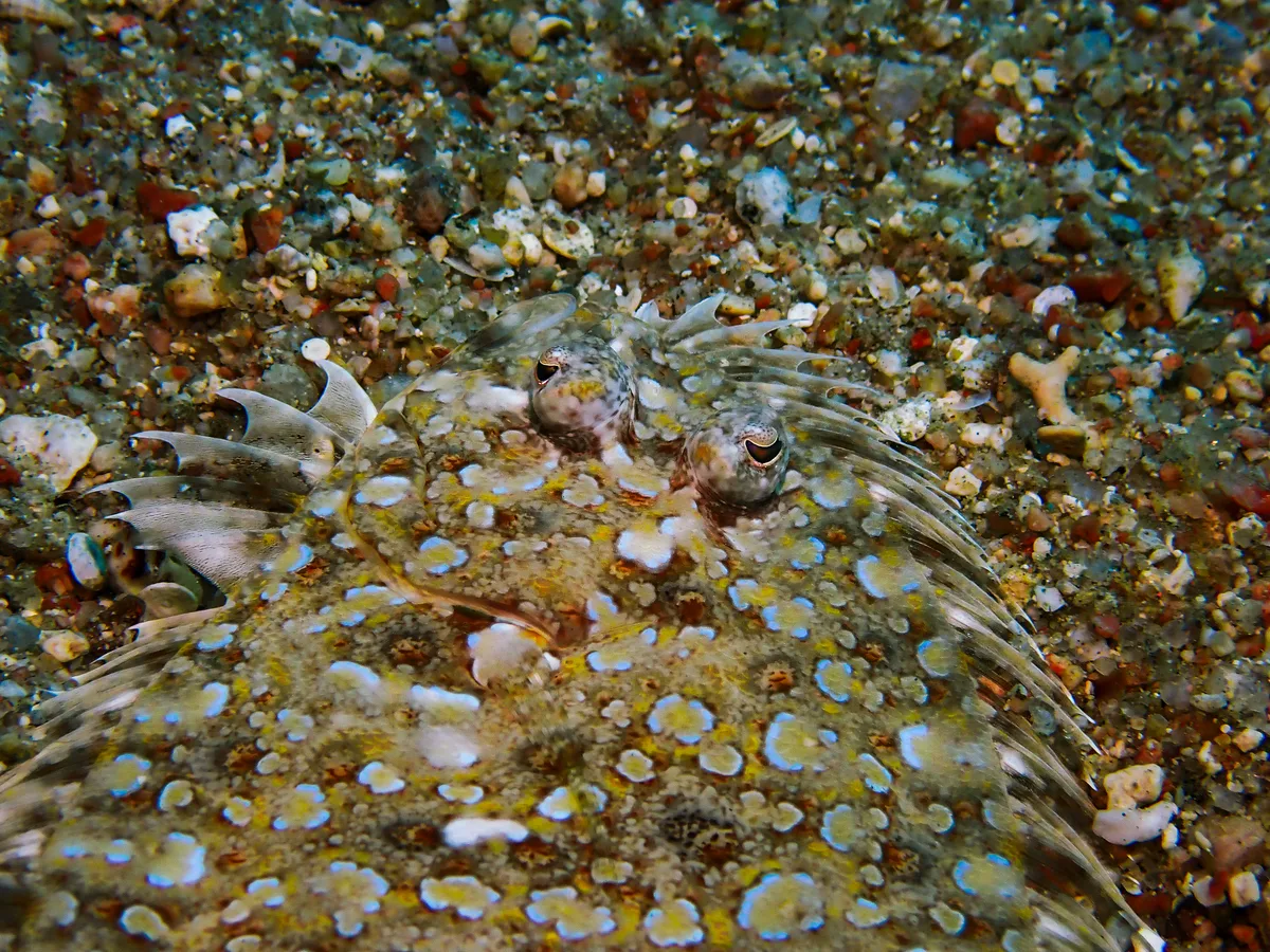 Panther Flounder