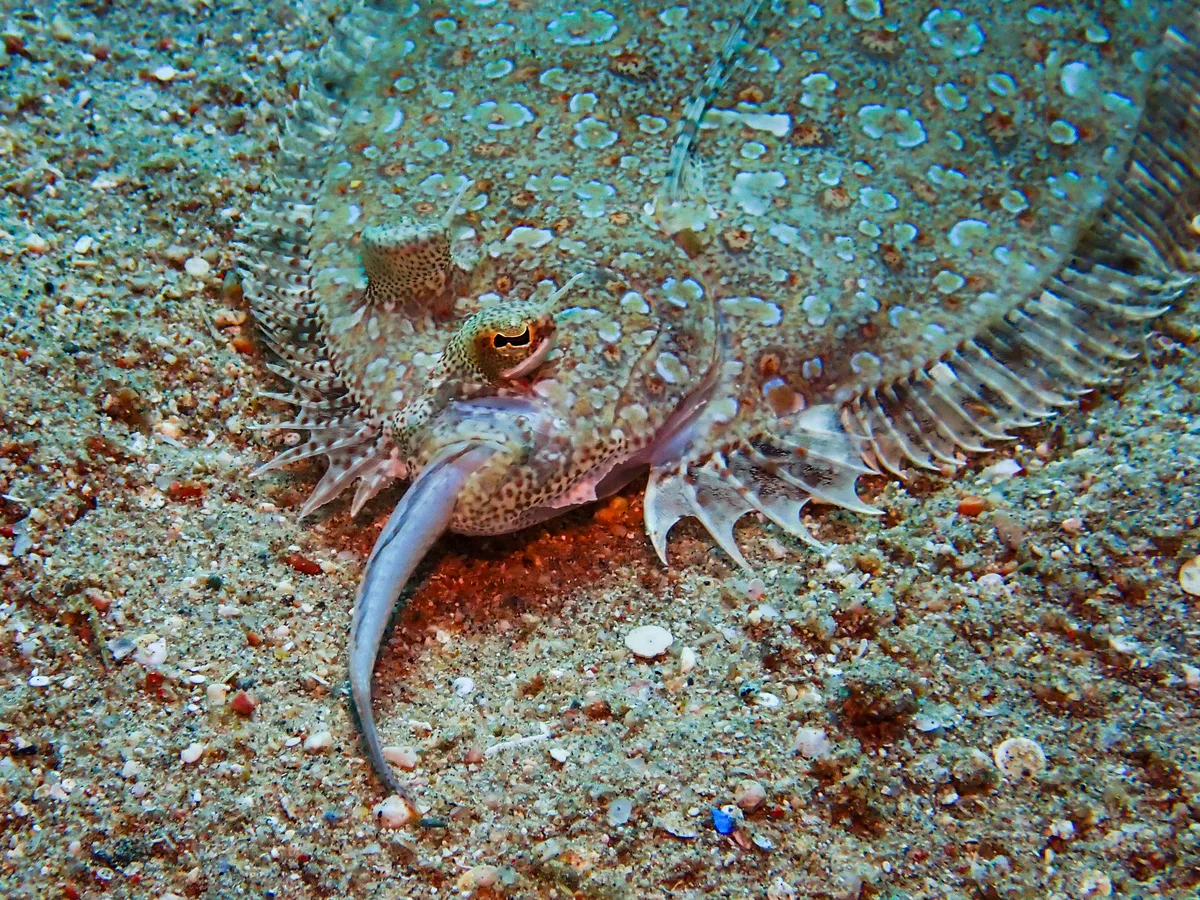 Panther Flounder
