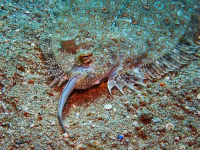 Panther Flounder