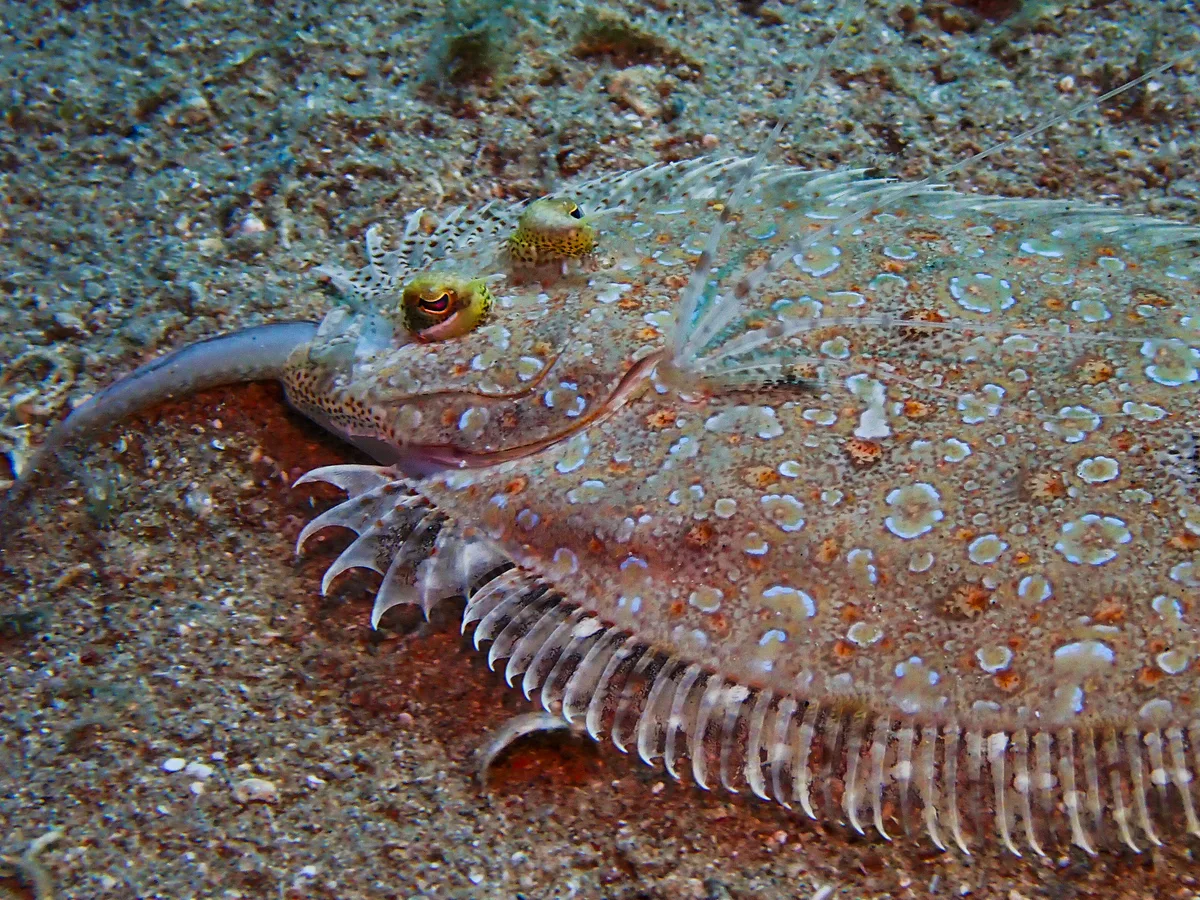 Panther Flounder