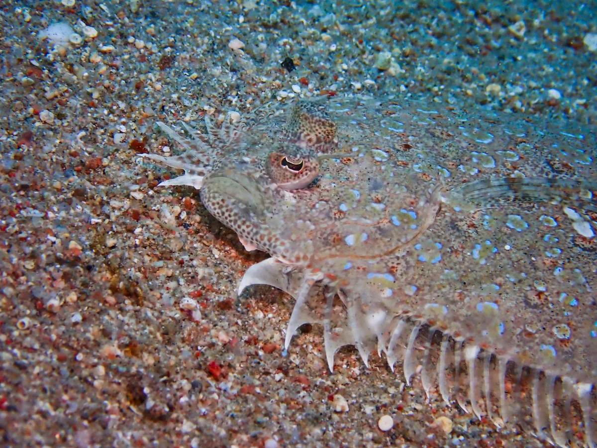 Panther Flounder