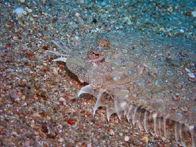 Panther Flounder