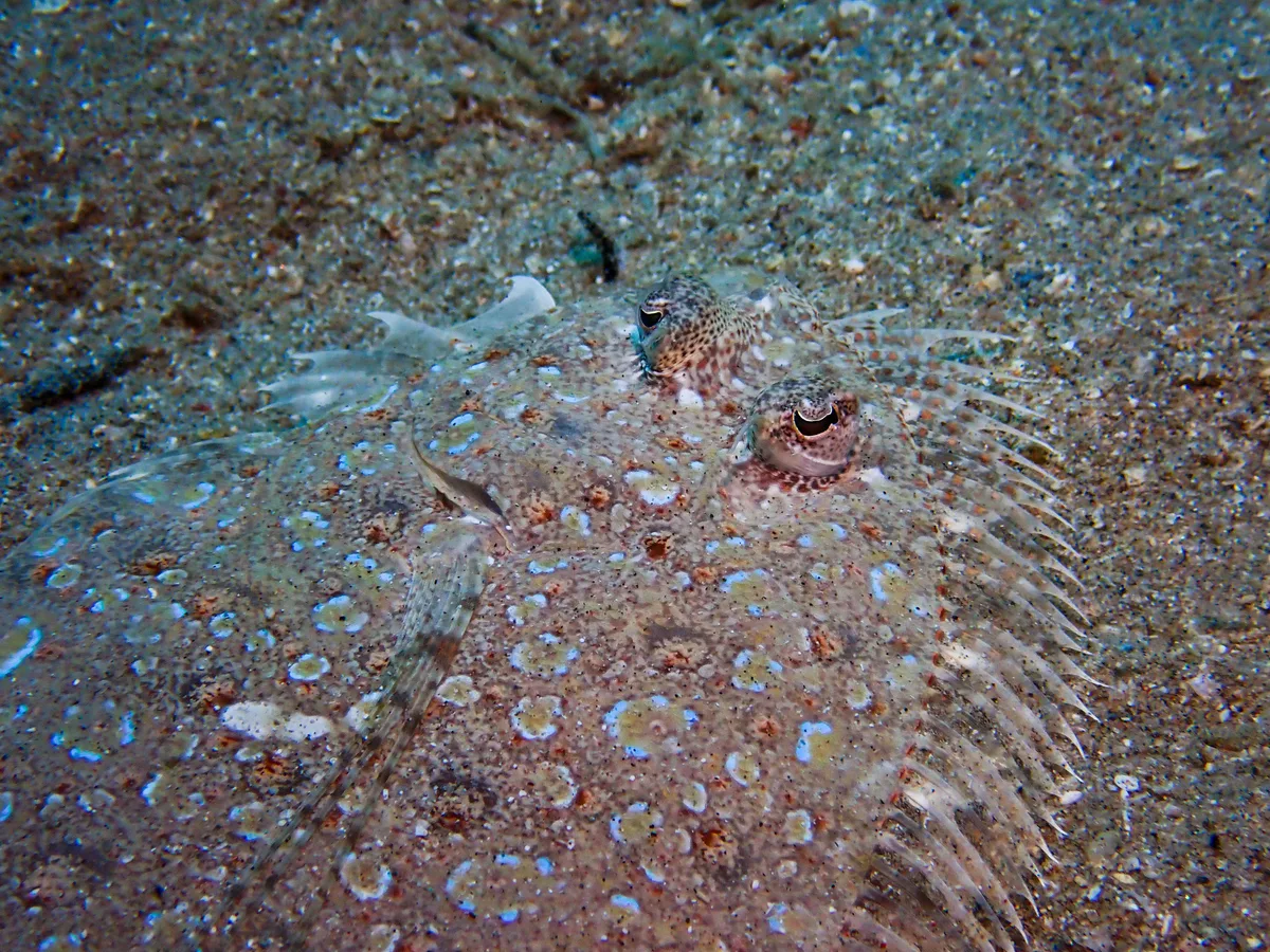 Panther Flounder