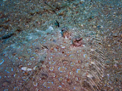 Panther Flounder