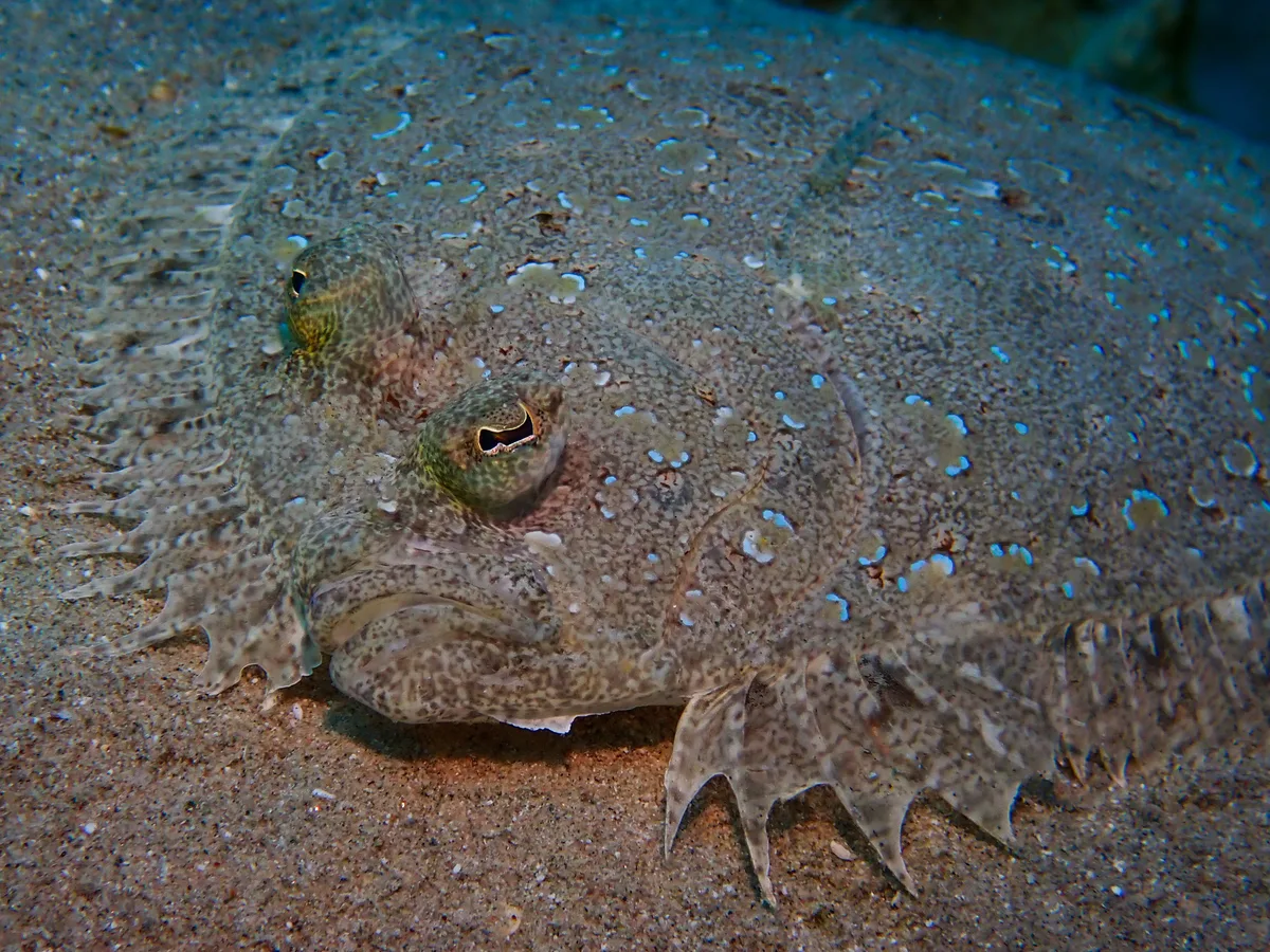 Panther Flounder