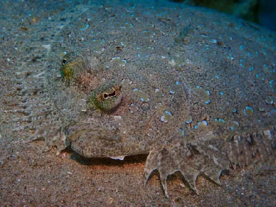 Panther Flounder