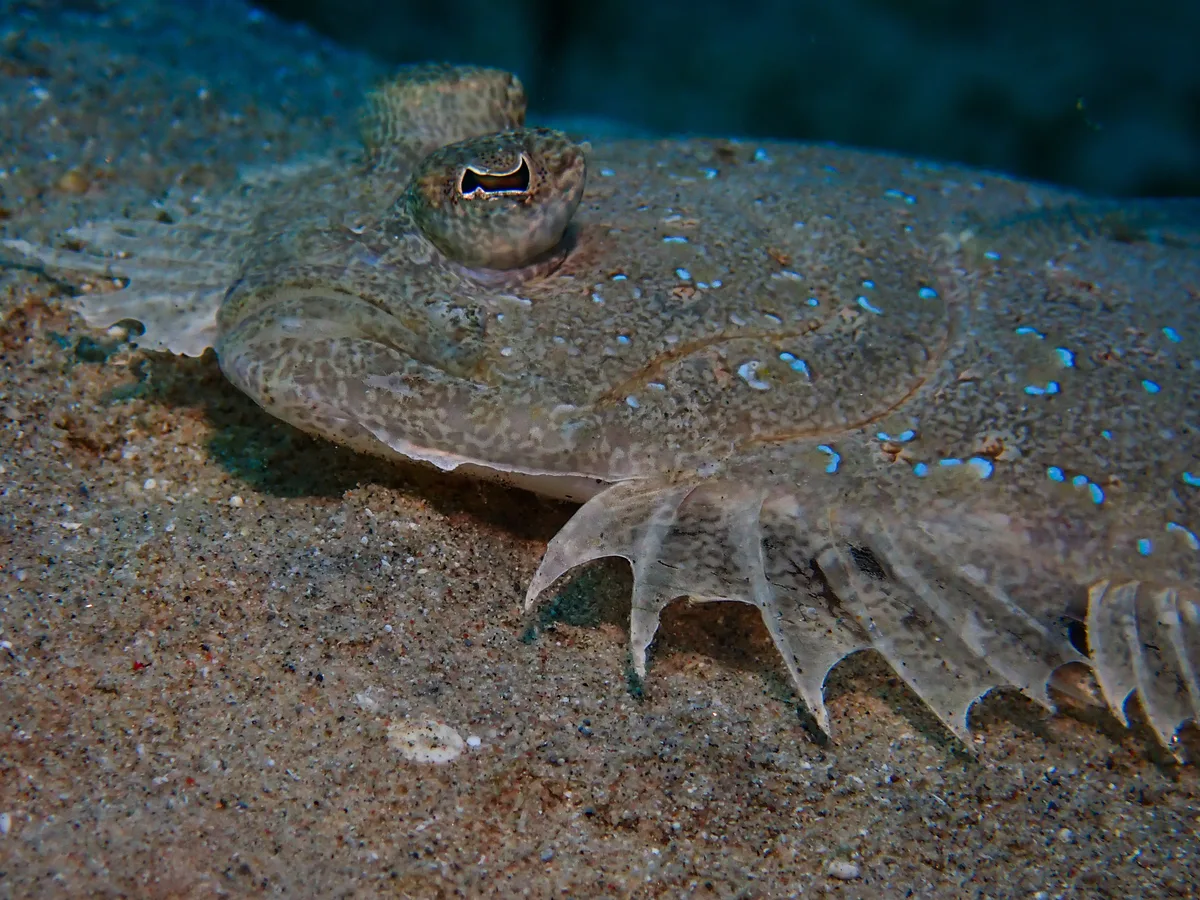 Panther Flounder