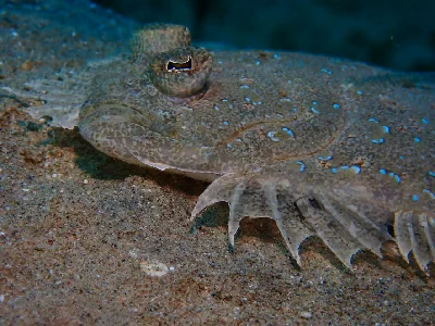 Panther Flounder