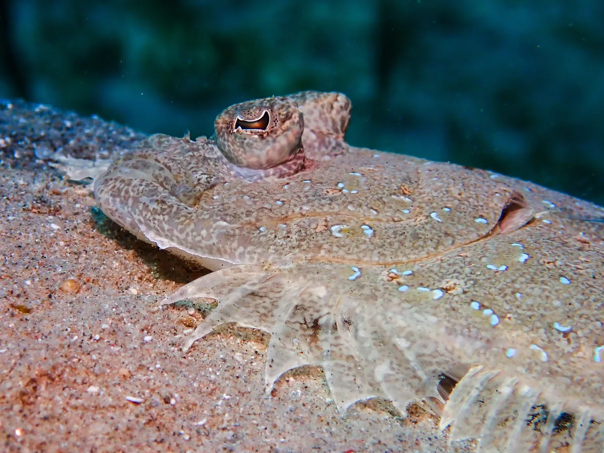 Panther Flounder