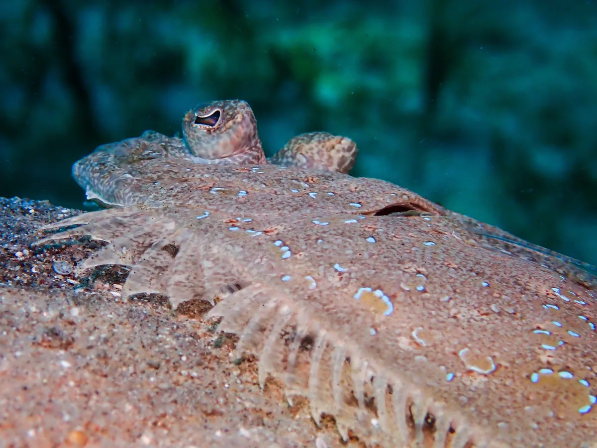 Panther Flounder