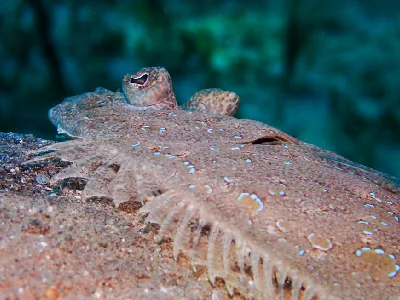 Panther Flounder
