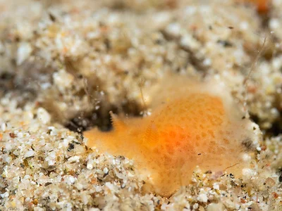Jorunna pantherina